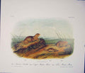 Original Old Antique Print Souslik Mouse Rodant Quadruped Audubon Color