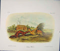 Original Old Antique Print Weasel Weasels Quadruped Audubon Color Art