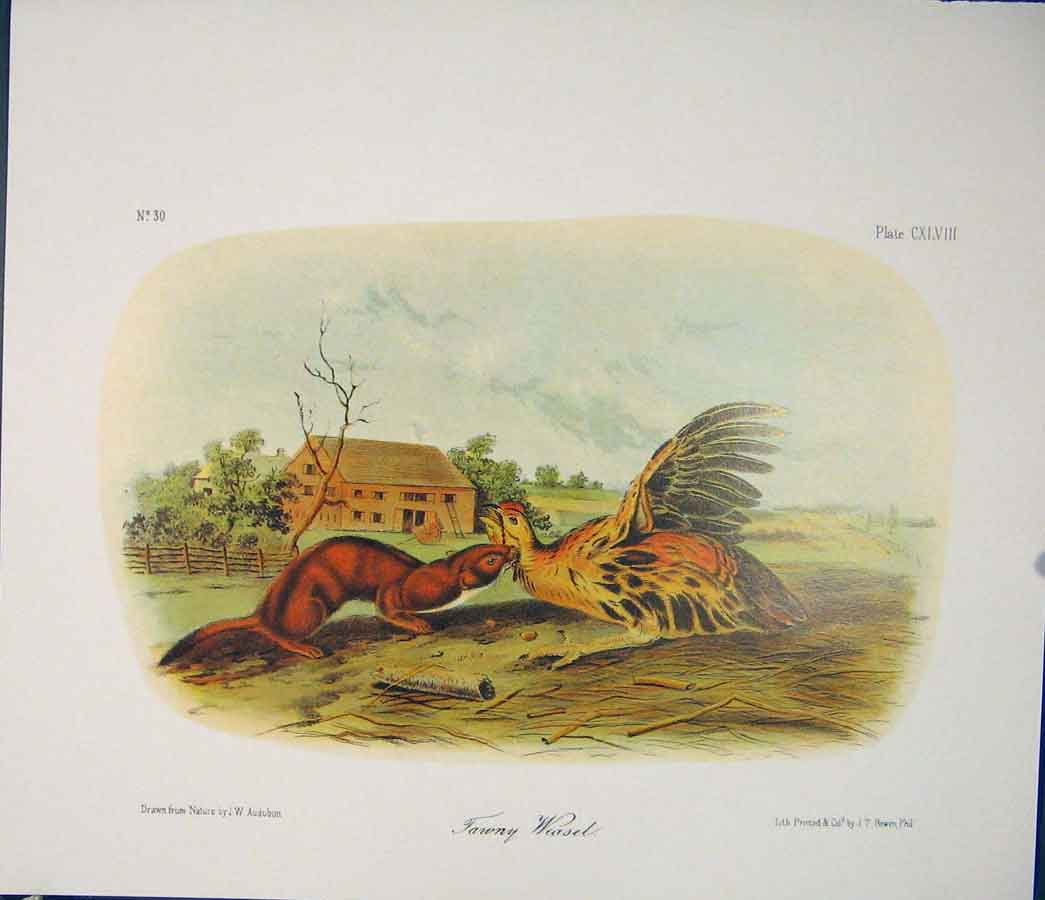 Original Old Antique Print Weasel Weasels Quadruped Audubon Color Art
