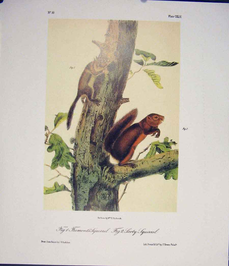 Original Old Antique Print Ref.138 Squirrel Squirrels Quadruped Audubon