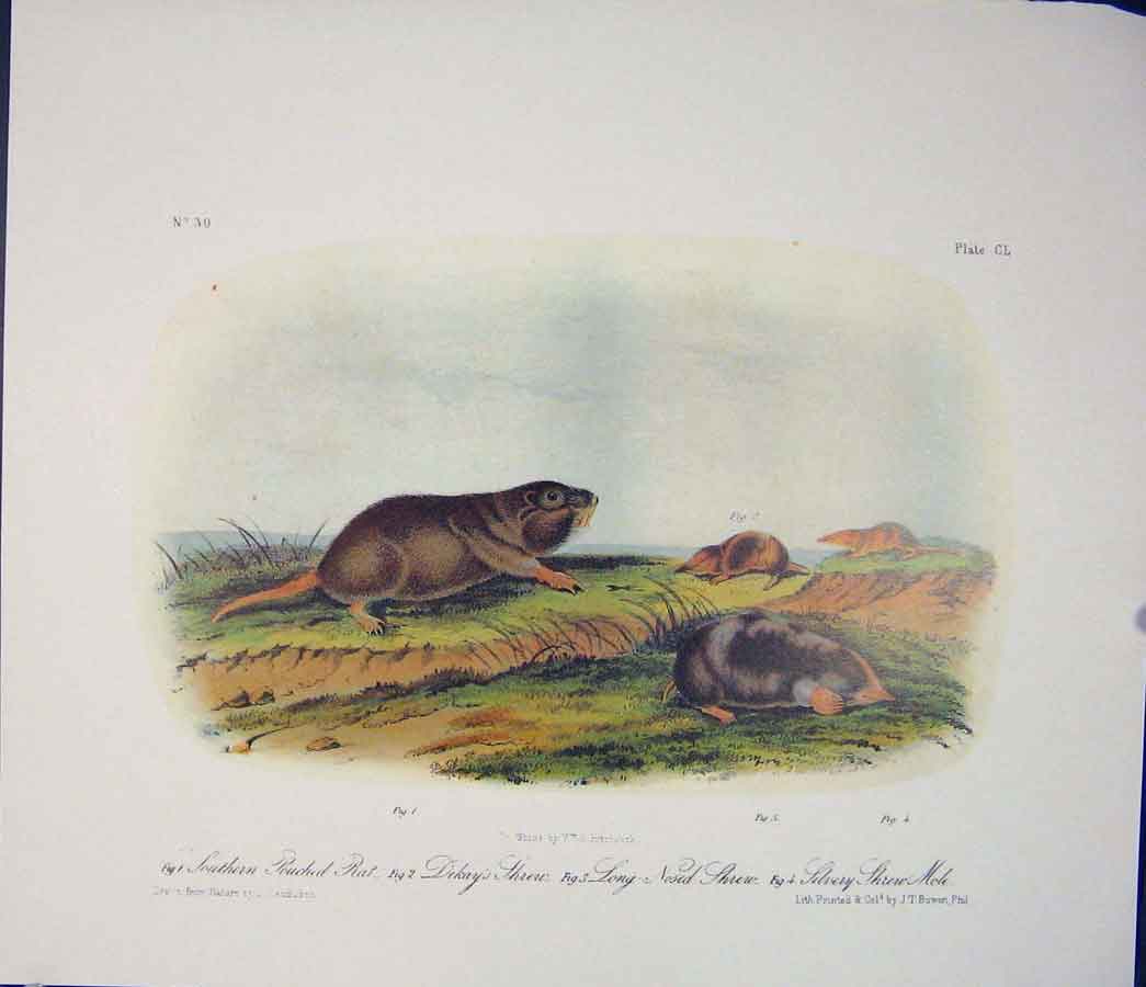 Original Old Antique Print Pouched Rat Shrew Mole Rodant Quadruped Audubon Color
