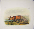 Old Antique Print Jackall Fox Foxes Jackalls Quadruped Audubon Color Art