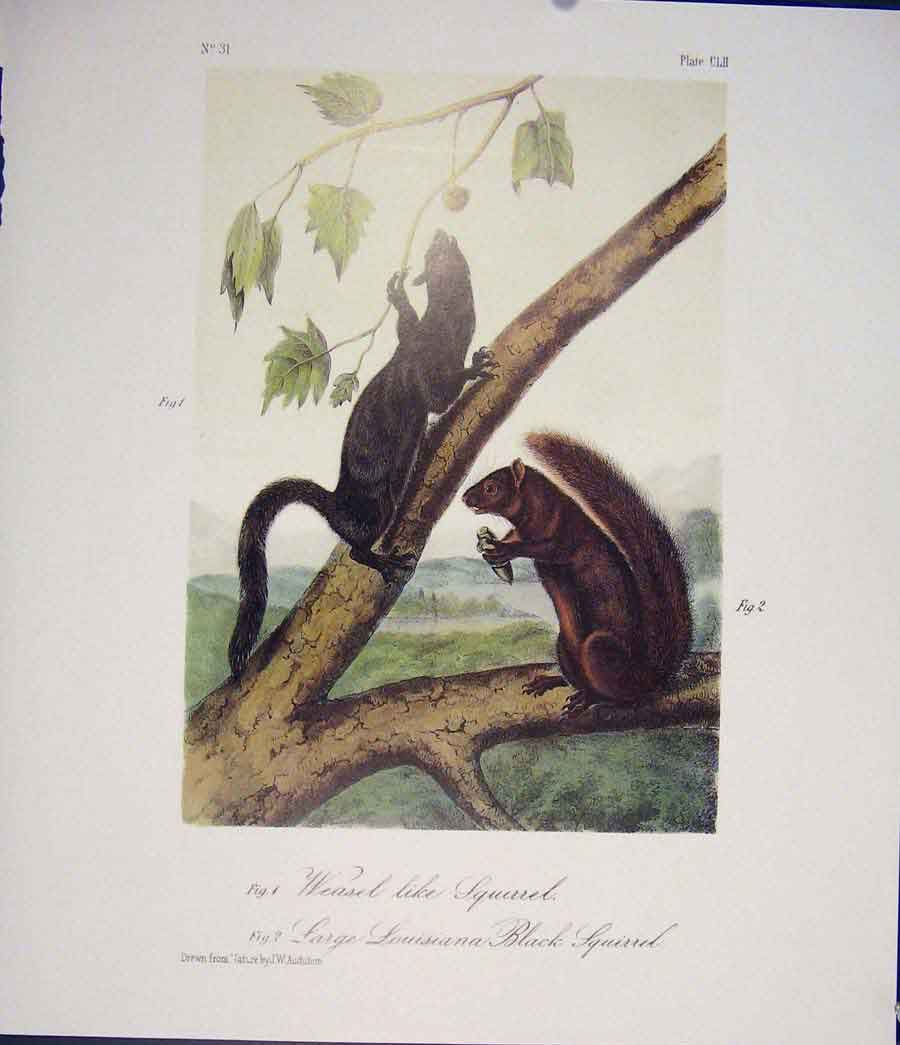 Original Old Antique Print Ref.139 Squirrel Squirrels Quadruped Audubon