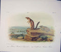 Original Old Antique Print Squirrel Meadow Mouse Quadruped Audubon Color