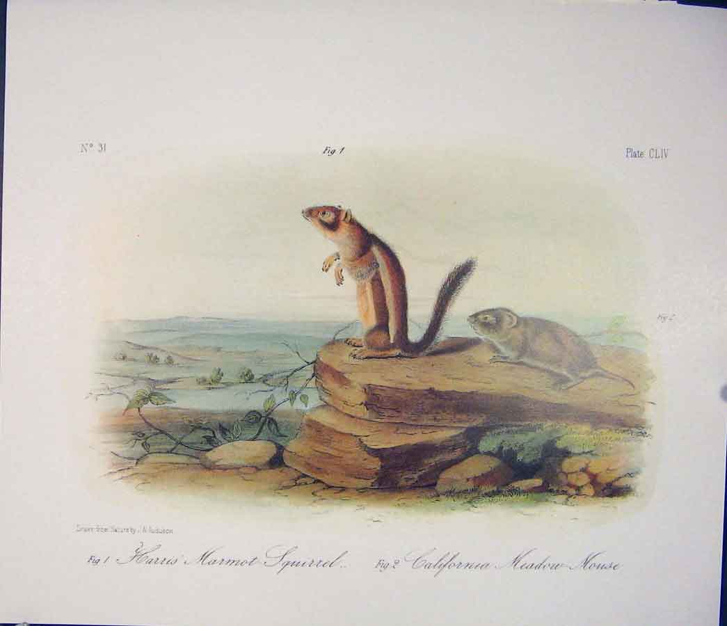 Original Old Antique Print Squirrel Meadow Mouse Quadruped Audubon Color