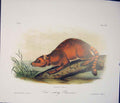 Original Old Antique Print Raccoon Crab Quadruped Audubon Color