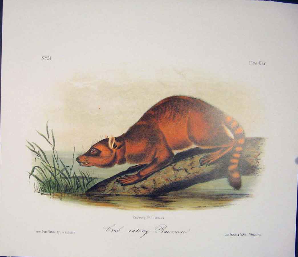 Original Old Antique Print Raccoon Crab Quadruped Audubon Color