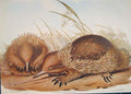 Original Old Antique Print Gould Mammals Australia 1863 Hairy Echidna Setosa
