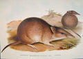 Original Old Antique Print Gould Mammals Australia 1863 Long Nosed Perameles
