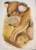 Original Old Antique Print Gould Mammals Australia 1863 Koala Phascolarctos 19th