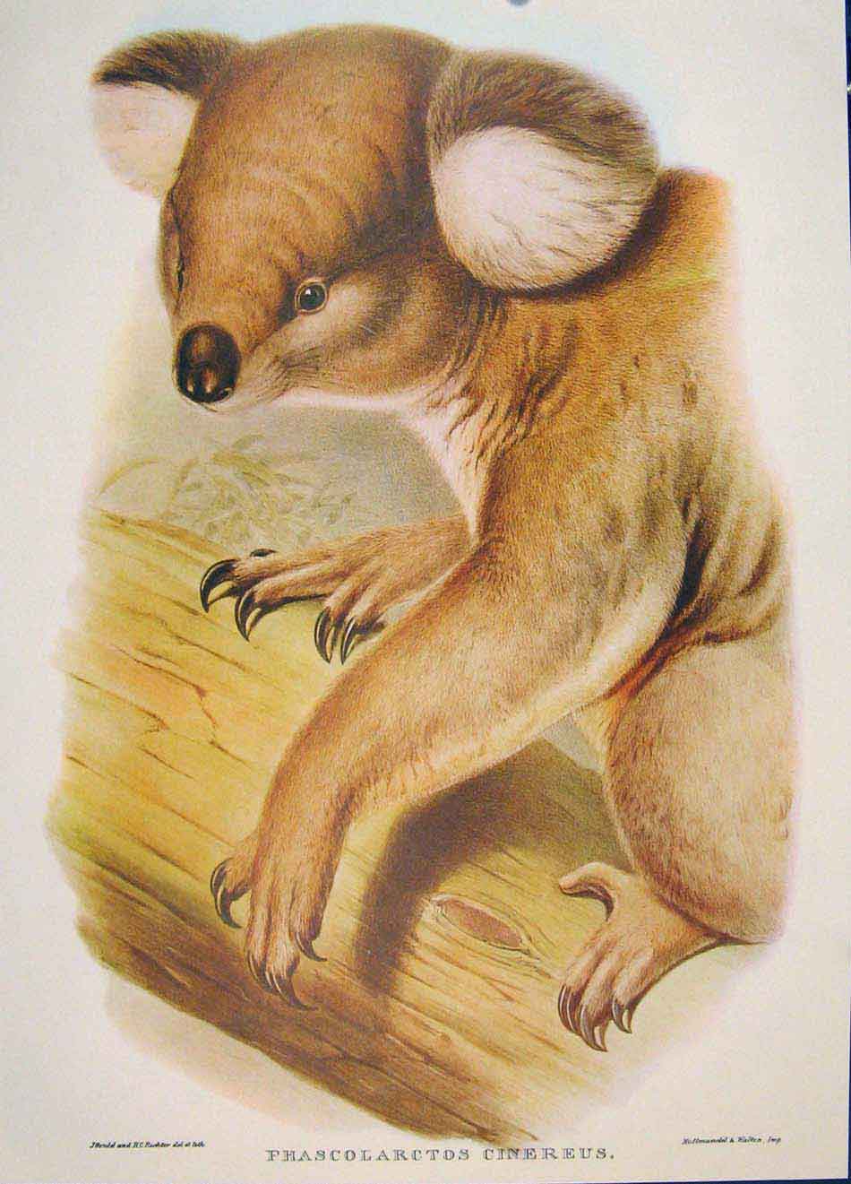 Original Old Antique Print Gould Mammals Australia 1863 Koala Phascolarctos 19th