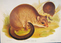 Original Old Antique Print Gould Mammals Australia 1863 Short Eared Phalangista