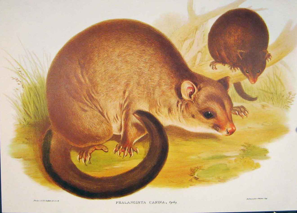 Original Old Antique Print Gould Mammals Australia 1863 Short Eared Phalangista