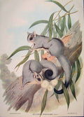 Original Old Antique Print Gould Mammals Australia 1863 Short Headed Belideus