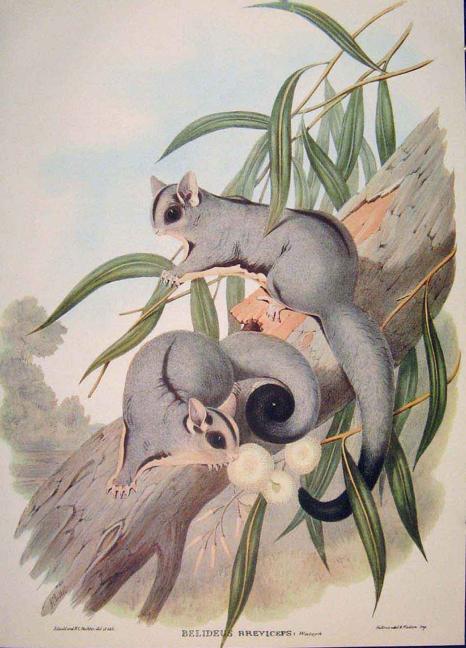 Original Old Antique Print Gould Mammals Australia 1863 Short Headed Belideus