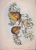 Original Old Antique Print Gould Mammals Australia 1863 Thick Tailed Dromicia