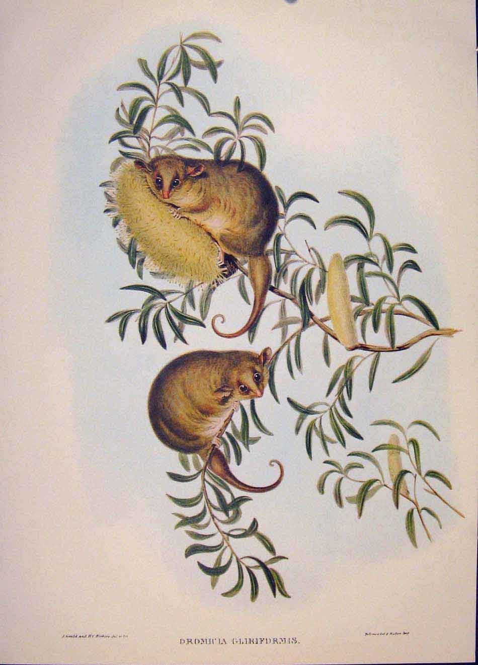 Original Old Antique Print Gould Mammals Australia 1863 Thick Tailed Dromicia