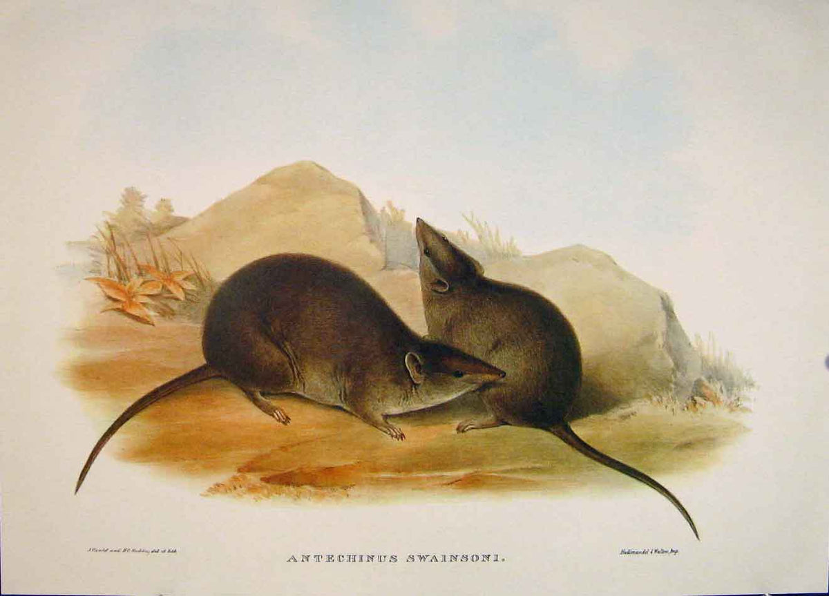 Original Old Antique Print Gould Mammals Australia 1863 Swainson'S Antechinus