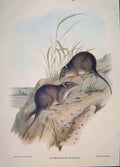 Original Old Antique Print Gould Mammals Australia 1863 Freckled Antechinus 19th