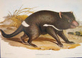 Original Old Antique Print Gould Mammals Australia 1863 Ursine Sarcophilus 1977