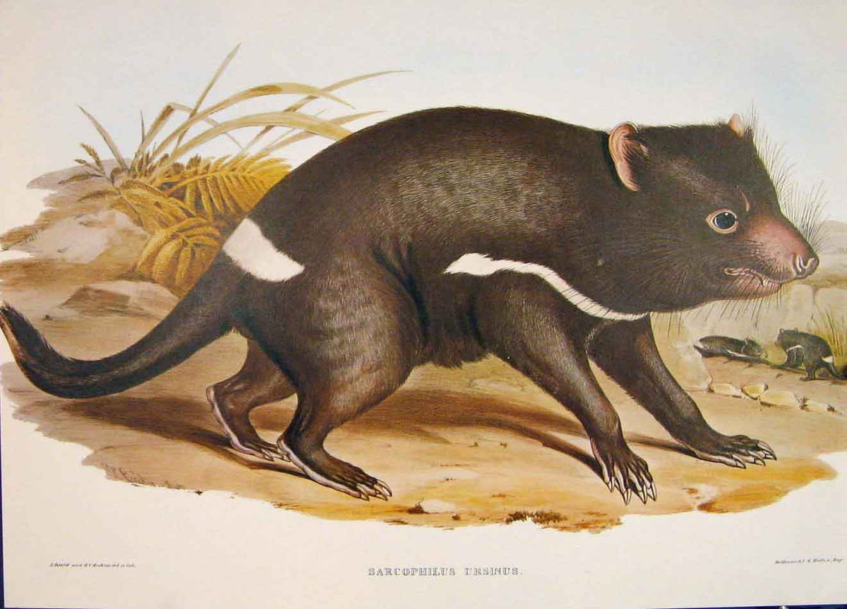 Original Old Antique Print Gould Mammals Australia 1863 Ursine Sarcophilus 1977