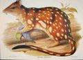 Original Old Antique Print Gould Mammals Australia 1863 Spotted Tailed Dasyurus