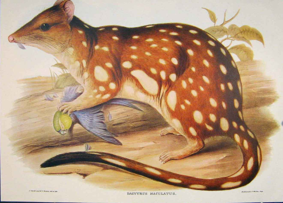 Original Old Antique Print Gould Mammals Australia 1863 Spotted Tailed Dasyurus