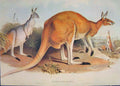 Original Old Antique Print Gould Mammals Australia 1863Great Red Kangaroo Rufus