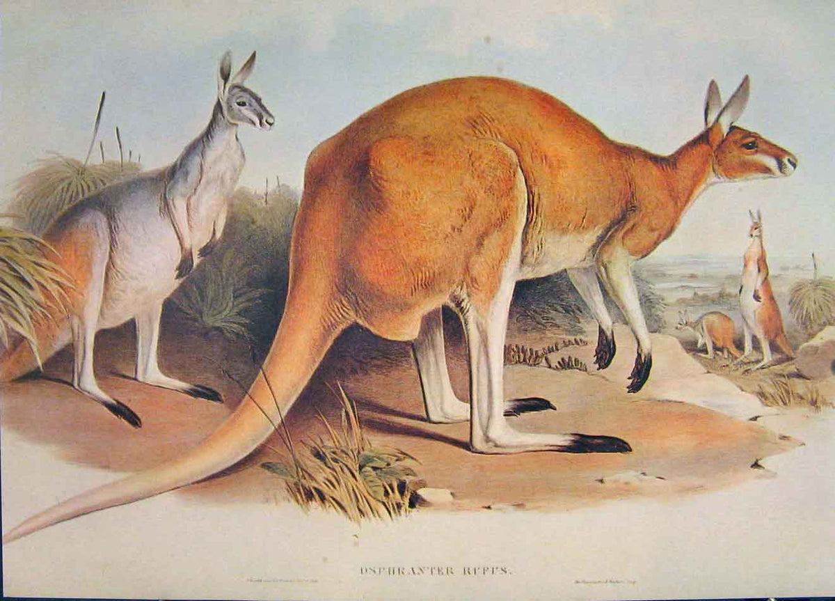 Original Old Antique Print Gould Mammals Australia 1863Great Red Kangaroo Rufus