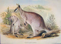 Original Old Antique Print Gould Mammals Australia 1863 Parry'S Wallaroo 1977