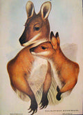 Original Old Antique Print Gould Mammals Australia 1863 Rufous Necked Wallaby