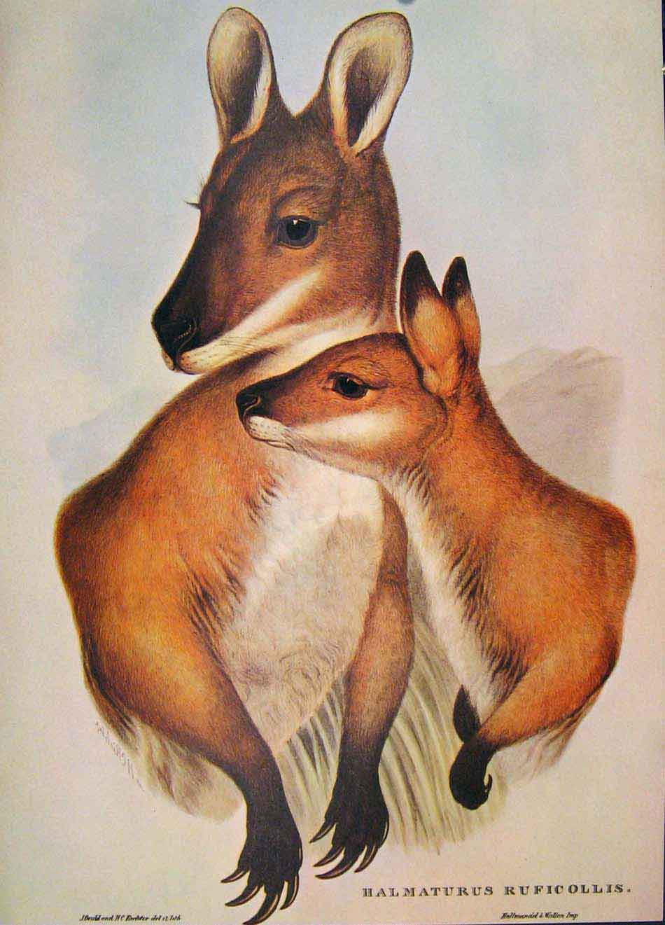 Original Old Antique Print Gould Mammals Australia 1863 Rufous Necked Wallaby