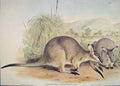 Original Old Antique Print Gould Mammals Australia 1863 Black Gloved Wallaby