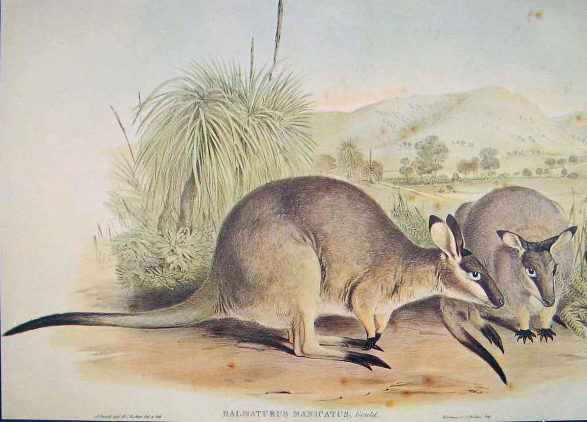 Original Old Antique Print Gould Mammals Australia 1863 Black Gloved Wallaby
