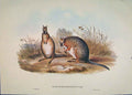 Original Old Antique Print Gould Mammals Australia 1863 Derby'S Wallaby 1977