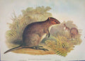 Original Old Antique Print Gould Mammals Australia 1863 Short Tailed Wallaby