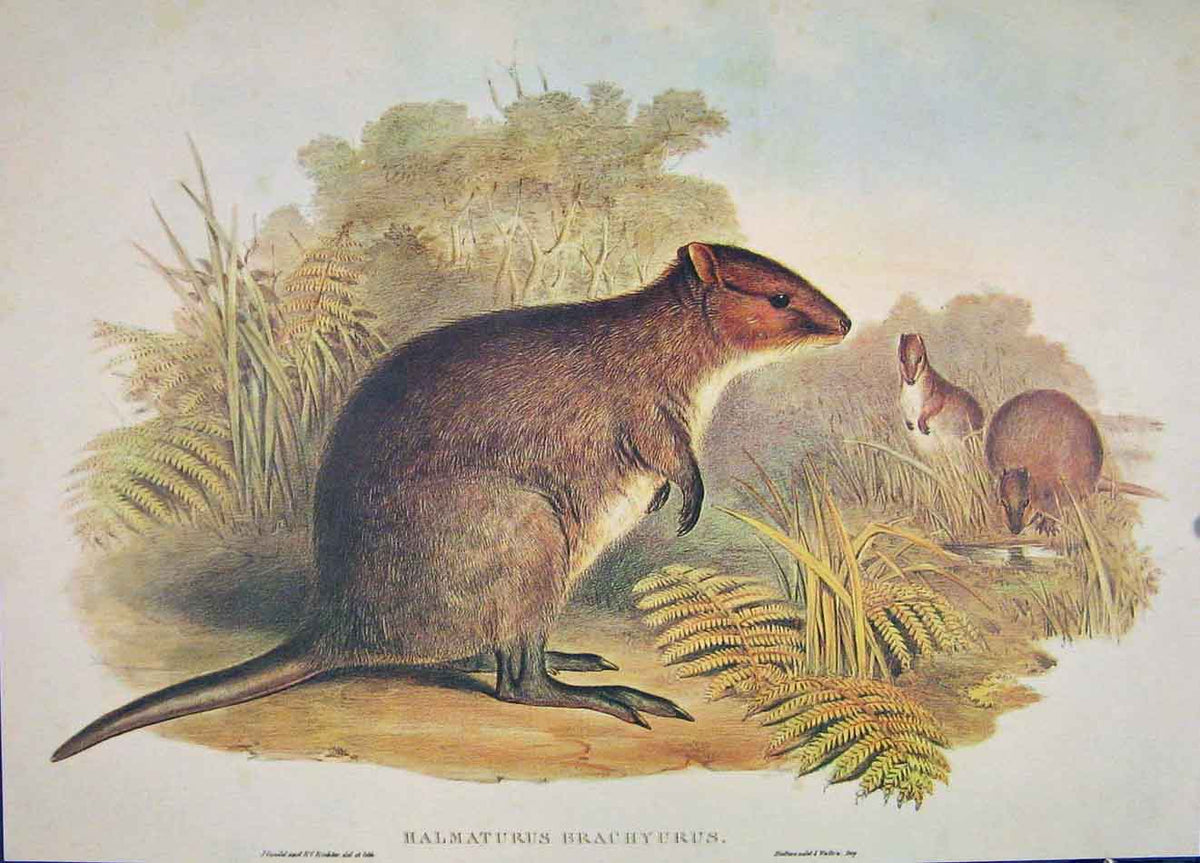 Original Old Antique Print Gould Mammals Australia 1863 Short Tailed Wallaby