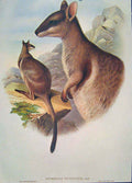 Original Old Antique Print Gould Mammals Australia 1863 Short Eared Rock Wallaby