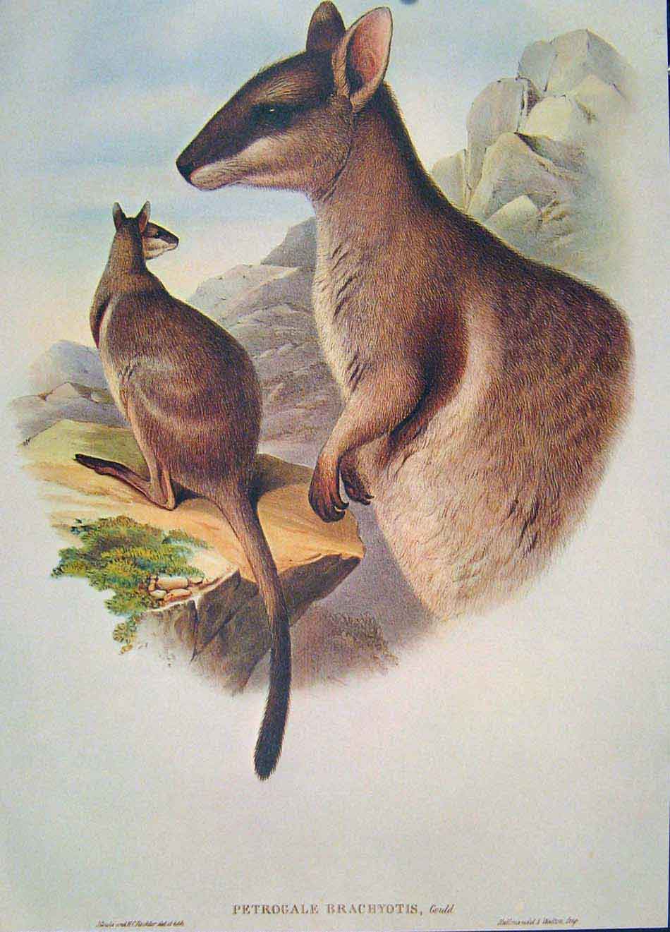 Original Old Antique Print Gould Mammals Australia 1863 Short Eared Rock Wallaby