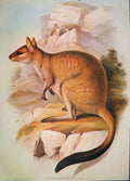 Original Old Antique Print Gould Mammals Australia 1863 Little Rock Wallaby 1977
