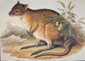 Original Old Antique Print Gould Mammals Australia 1863 Spectacled Hare Kangaroo