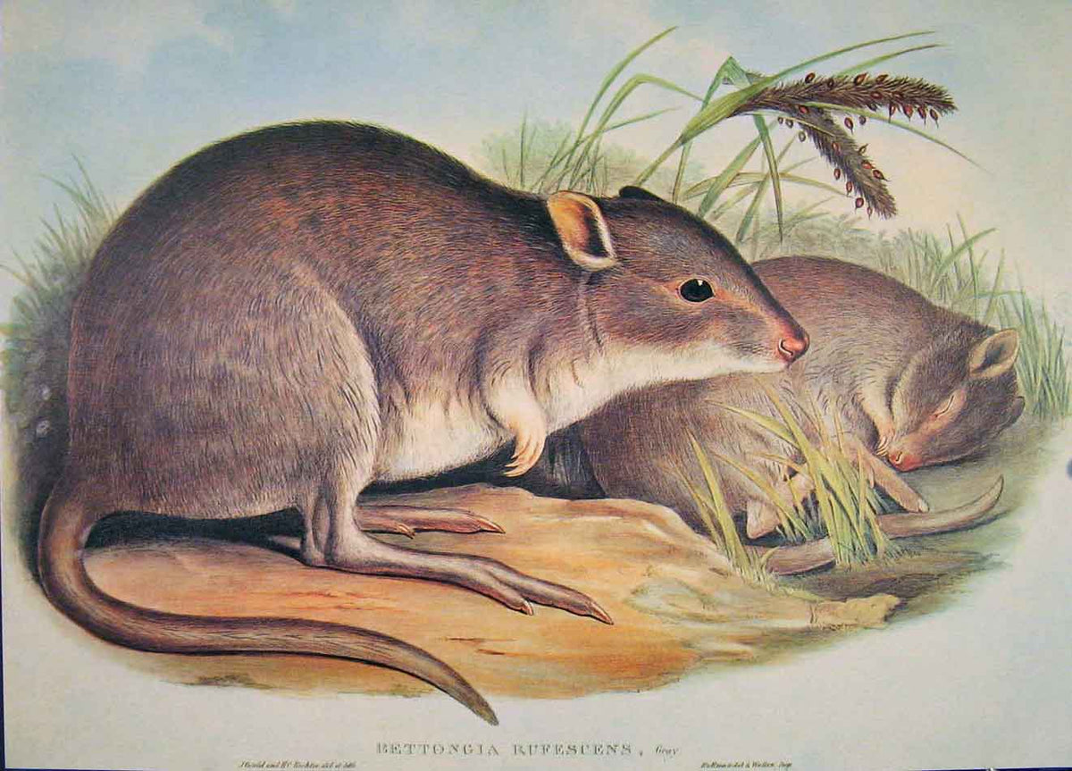 Original Old Antique Print Gould Mammals Australia 1863 Rufous Jerboa Kangaroo