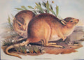 Original Old Antique Print Gould Mammals Australia 1863 Plain Jerboa Kangaroo