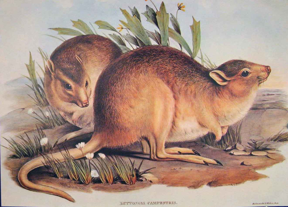 Original Old Antique Print Gould Mammals Australia 1863 Plain Jerboa Kangaroo