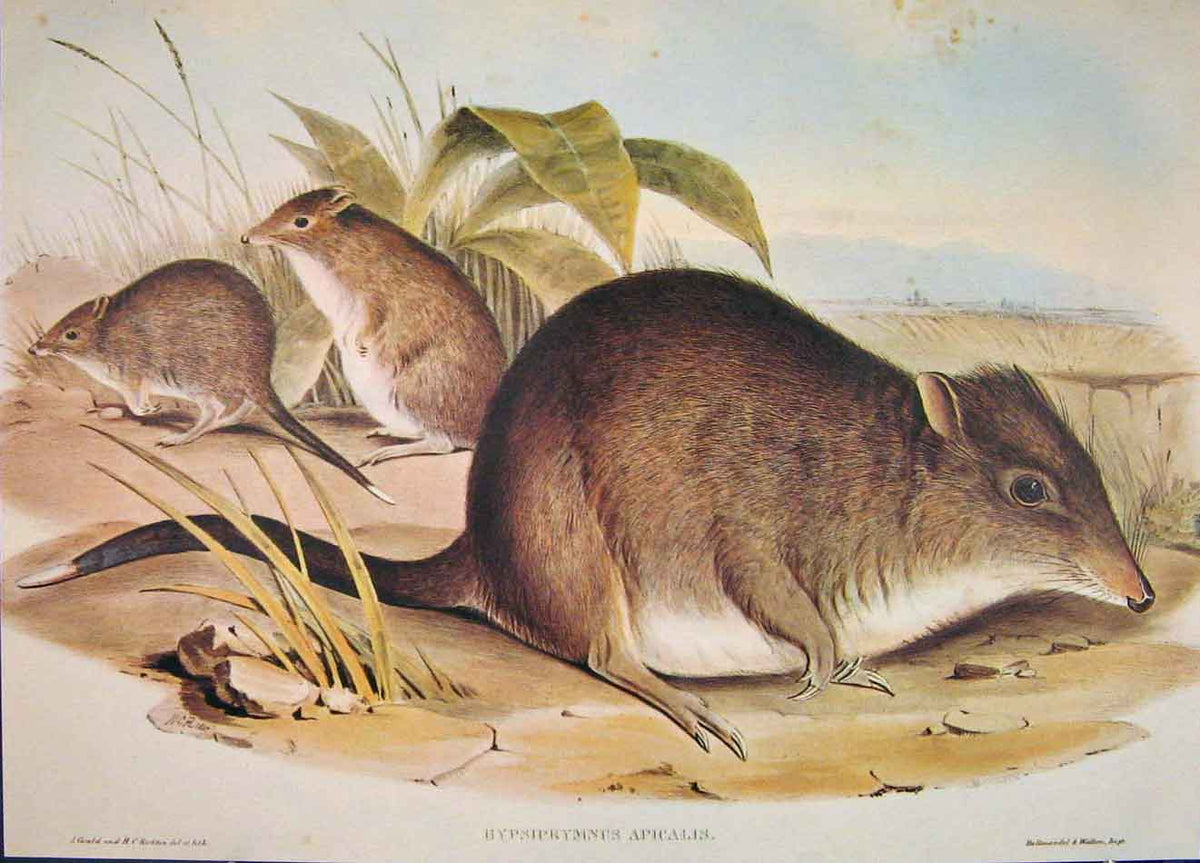 Original Old Antique Print Gould Mammals Australia 1863 Tasmanian Rat Kangaroo