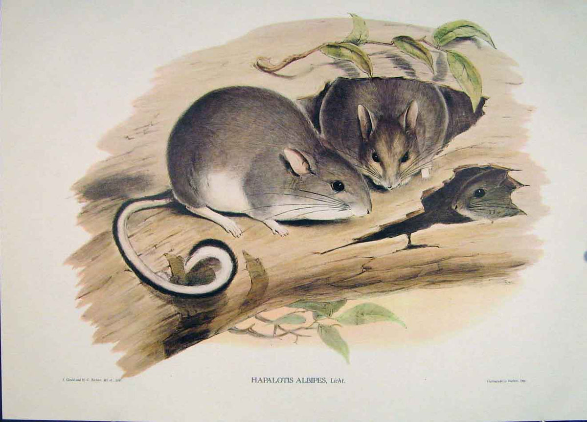 Original Old Antique Print Gould Mammals Australia 1863 White Footed Hapalotis