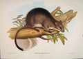 Original Old Antique Print Gould Mammals Australia 1863 Long Haired Hapalotis
