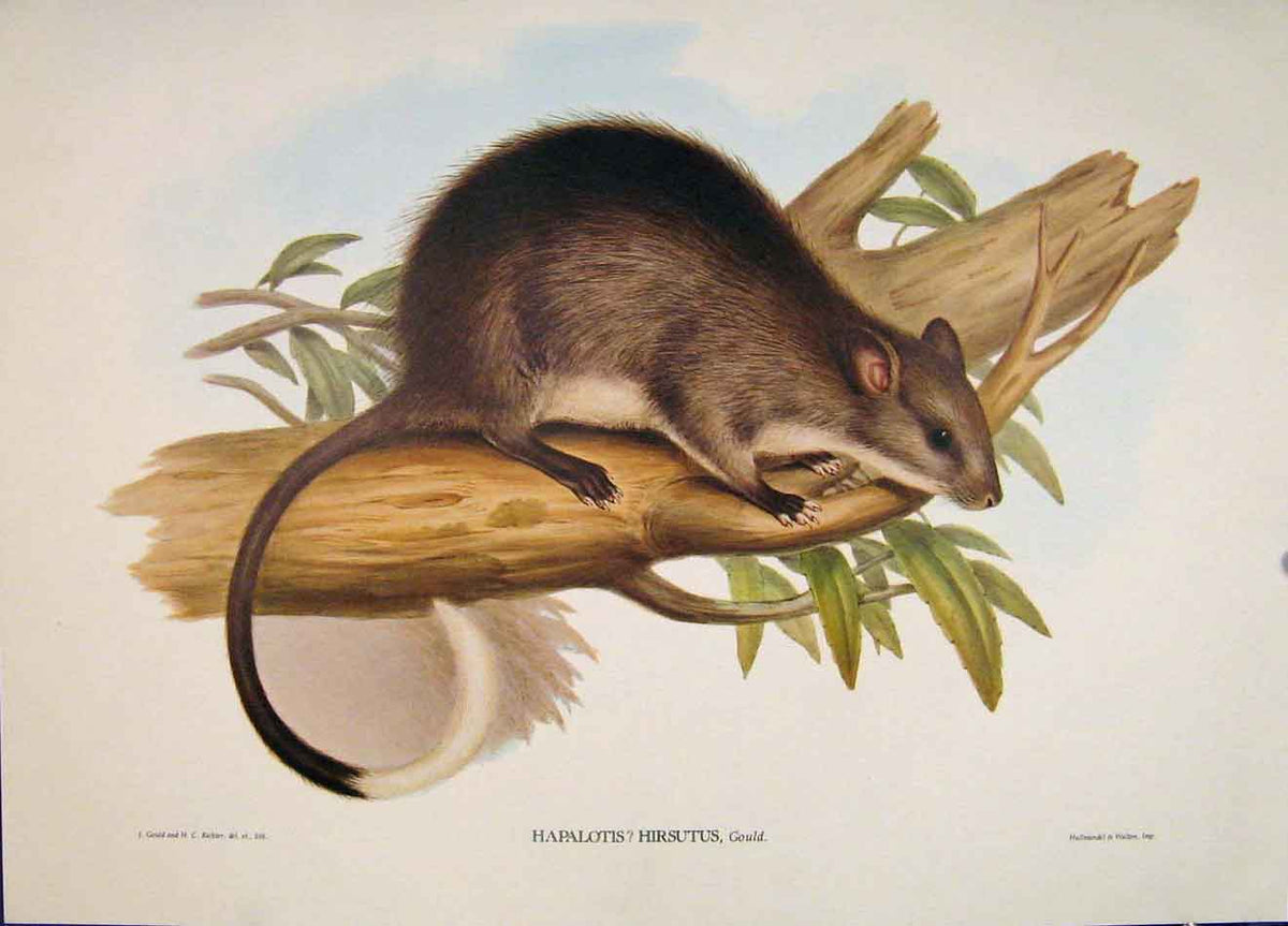 Original Old Antique Print Gould Mammals Australia 1863 Long Haired Hapalotis