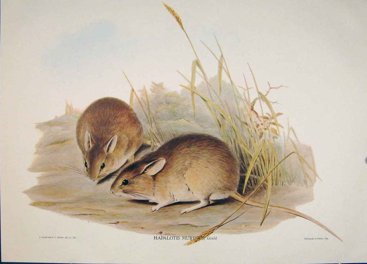 Original Old Antique Print Gould Mammals Australia 1863 Murine Hapalotis 1977