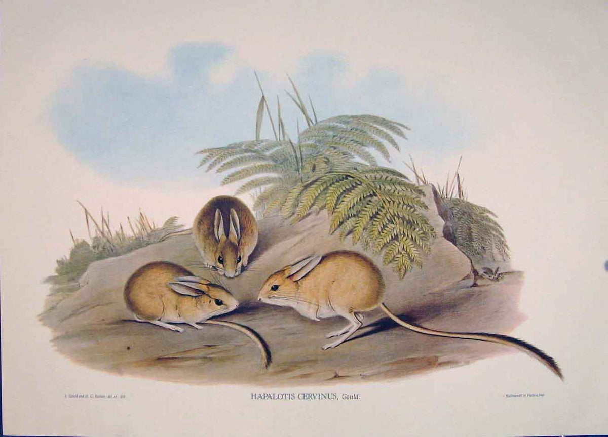 Original Old Antique Print Gould Mammals Australia 1863 Fawn Coloured Hapalotis